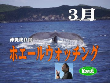 クジラ,ホエールウォッチング,沖縄,慶良間,座間味,ひょうたん島