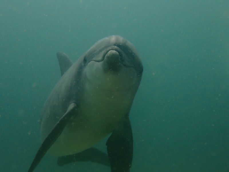 越前,壁石浜,学校下,PADI,初心者ダイバー,ダイバー,ダイビング,熱海,沈船,レック,ドルフィンスイム,沖縄,格安ツアー,一人,国内,伊豆,セブ,宮古島,方座浦,ギャチ,梶賀,ツキヒガイ,イルカ,マリンパーク,