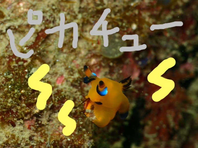 365方座浦ツアー報告　6月7日