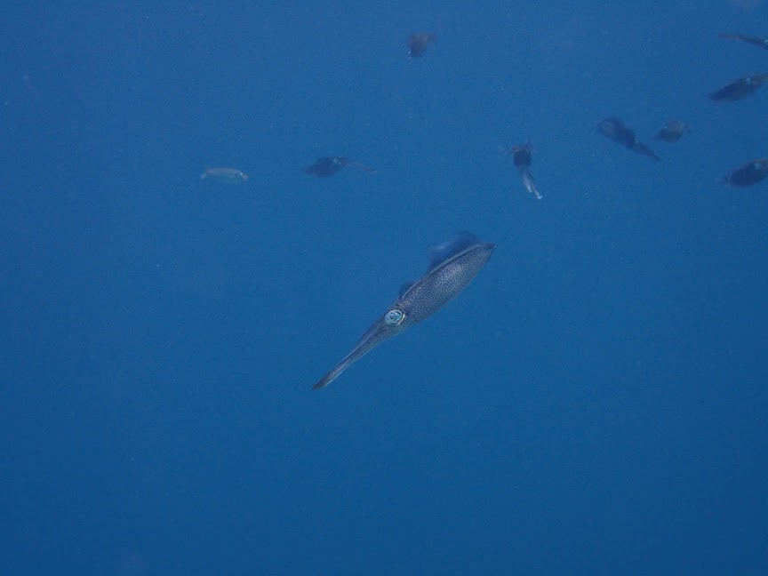 AOW, ＯＷＤ, ＰＡＤＩ, SP, アドバンス, ウェットスーツ, オープンウォーター, オープン講習, ダイブコンピューター, ドルフィンスイム, ドルフィンダイビング, プール, リバーダイビング, 体験ダイビング, 初心者ダイバー, 器材オーバーホール, 大垣, 岐阜, 方座浦, 越前